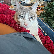 Coco is registered to the contest to win money with this photo: arm, blanket_texture, blue_eyes, cat, cat_face, christmas_tree, close_up, couch, cozy, furniture, indoor, living_room, nailhead_trim, pet, red_blanket, relaxed, sofa, throw_blanket, upholstery, whiskers