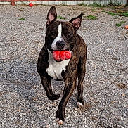 Chaos is registered to the contest to win money with this photo: active, animal, background, brindle, daylight, dog, ears_up, fence, front_view, grass, gravel, happy, mouth_holding, outdoor, pet, play, red_toy, running, toy, white_chest