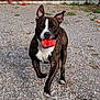 active, animal, background, brindle, daylight, dog, ears_up, fence, front_view, grass, gravel, happy, mouth_holding, outdoor, pet, play, red_toy, running, toy, white_chest