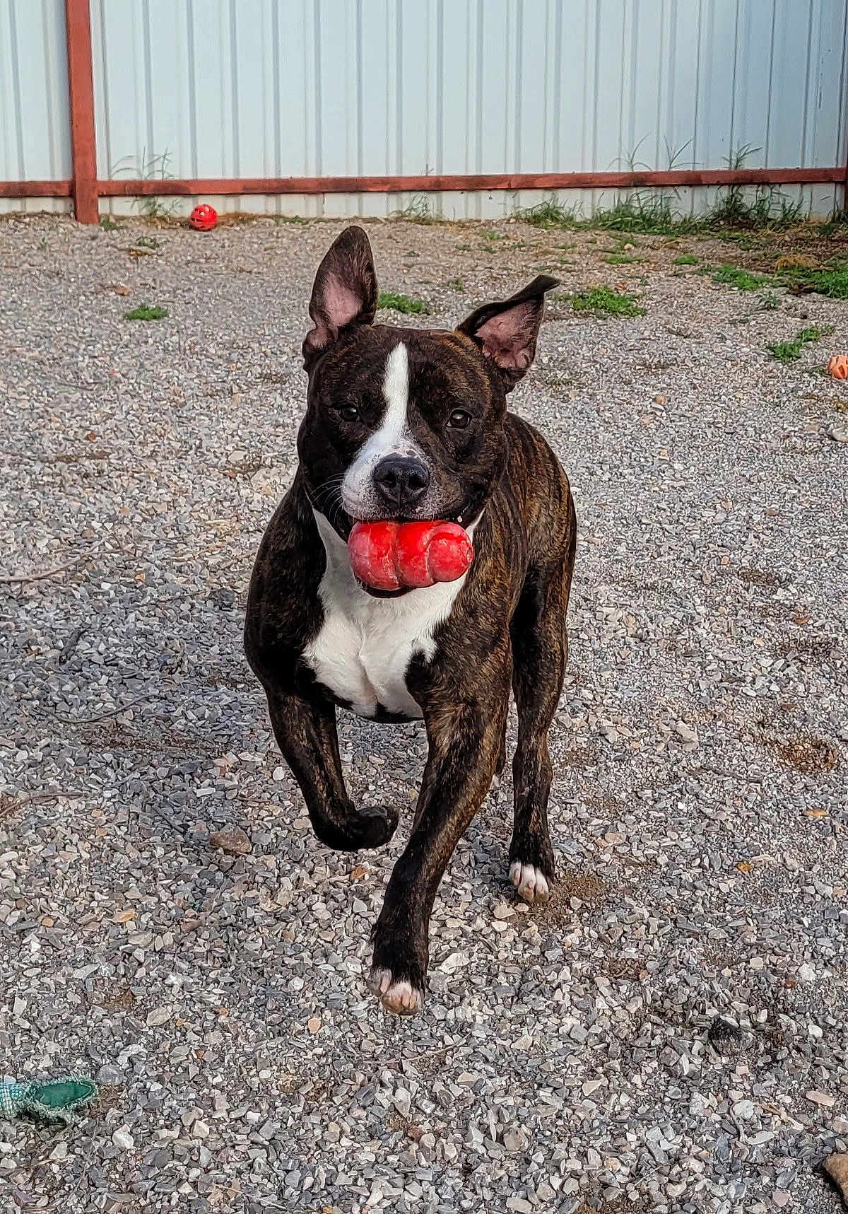Chaos is registered to the contest to win money with this photo: active, animal, background, brindle, daylight, dog, ears_up, fence, front_view, grass, gravel, happy, mouth_holding, outdoor, pet, play, red_toy, running, toy, white_chest