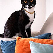 Joy Aurora is registered to the contest to win money with this photo: cat, black_and_white_cat, golden_chain, couch, pillows, blue_pillow, orange_pillow, light_blue_pillow, indoor, pet, feline, sitting, looking_at_camera, whiskers, ears, fur, domestic_cat, living_room, cozy, portrait