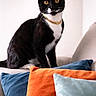 cat, black_and_white_cat, golden_chain, couch, pillows, blue_pillow, orange_pillow, light_blue_pillow, indoor, pet, feline, sitting, looking_at_camera, whiskers, ears, fur, domestic_cat, living_room, cozy, portrait