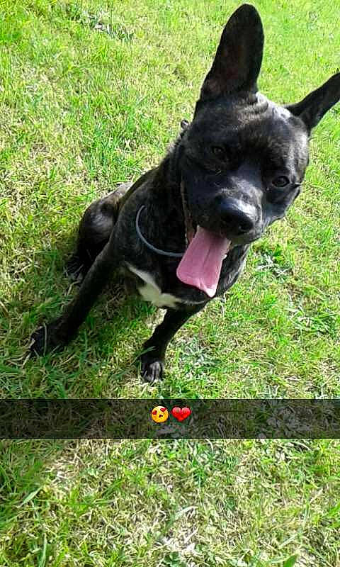 Litchy participe au concours pour gagner de l'argent avec cette photo : american_pit_bull_terrier, american_staffordshire_terrier, australian_kelpie, boston_terrier, bull_and_terrier, canidae, carnivore, dog, dog_breed, formosan_mountain_dog, french_bulldog, hunting_dog, mammal, non_sporting_group, pit_bull, snout, sporting_group, vertebrate