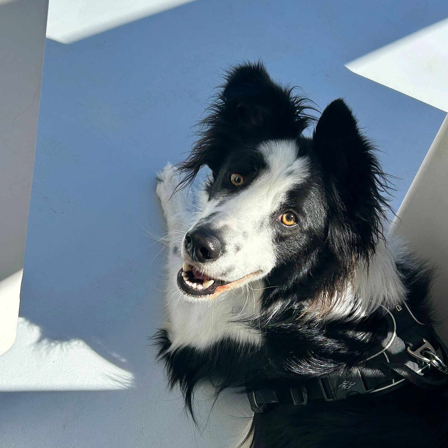 Oreo a rejoint le concours — aidez-le/la à gagner de superbes lots ! accessories, animal, ball, bodypart, canine, cockerspaniel, collar, collie, dog, eskimodog, husky, leash, mouth, papillon, person, pet, puppy, snout, strap, whitedog