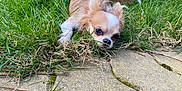 Muffyn a rejoint le concours — aidez-le/la à gagner de superbes lots ! animal, canine, cockerspaniel, dog, flagstone, grass, green, lawn, nature, outdoors, path, pet, plant, puppy, rock, slate, soil, vegetation, walkway, yard