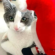 Noirot participe au concours pour gagner de l'argent avec cette photo : cat, grey_and_white, indoor, plush_toy, santa_hat, close_up, pet, feline, whiskers, green_eyes, cute, soft_toy, holiday, christmas, animal, domestic, fur, looking, curious, close