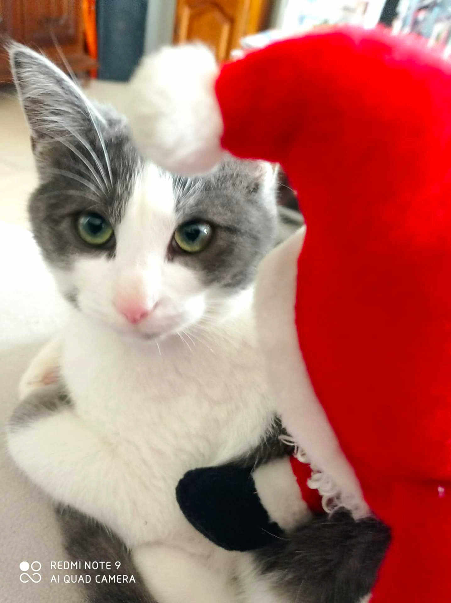 Noirot participe au concours pour gagner de l'argent avec cette photo : cat, grey_and_white, indoor, plush_toy, santa_hat, close_up, pet, feline, whiskers, green_eyes, cute, soft_toy, holiday, christmas, animal, domestic, fur, looking, curious, close