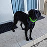 alert, animal, black_dog, canine, collar, companion, curious, daylight, dog, domestic_animal, door, glass_door, house, mat, outdoor, pet, porch, standing, tiles, vertical_blinds