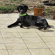 Alia a rejoint le concours — aidez-le/la à gagner de superbes lots ! dog, black_and_white, lying_down, outdoor, patio, tiles, green_collar, collar, grass, potted_plant, garden, sunlight, shadow, long_hair, floppy_ears, pet, animal, relaxed, portrait, backyard