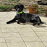 dog, black_and_white, lying_down, outdoor, patio, tiles, green_collar, collar, grass, potted_plant, garden, sunlight, shadow, long_hair, floppy_ears, pet, animal, relaxed, portrait, backyard