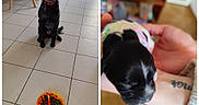 Alia a rejoint le concours — aidez-le/la à gagner de superbes lots ! birthday_candle, black_dog, bowl, celebration, close_up, collar, dining_chair, dog, floor, hand, indoor, kitchen, newborn_puppy, person_arm, pet_food, puppy, split_image, tattoo, tiled_floor, waiting