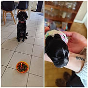 Alia participe au concours pour gagner de l'argent avec cette photo : dog, puppy, black_dog, newborn_puppy, kitchen, tiled_floor, bowl, birthday_candle, collar, hand, person_arm, tattoo, dining_chair, indoor, celebration, pet_food, waiting, split_image, close_up, floor