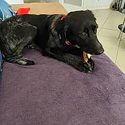 Alia a rejoint le concours — aidez-le/la à gagner de superbes lots ! animal, black_dog, bone, canine, chewing, collar, companion, couch, dog, floor, fur, furniture, home, indoor, living_room, paw, pet, purple_blanket, relaxed, tile_floor