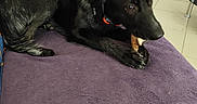 Alia a rejoint le concours — aidez-le/la à gagner de superbes lots ! animal, black_dog, bone, canine, chewing, collar, companion, couch, dog, floor, fur, furniture, home, indoor, living_room, paw, pet, purple_blanket, relaxed, tile_floor