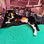 Bella participe au concours pour gagner de l'argent avec cette photo : animal, bed, blanket, calico, cat, comfort, cozy, cute, domestic, fur, fur_pattern, green, indoor, looking, paw, pet, relaxed, resting, tail, whiskers