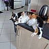 Bella participe au concours pour gagner de l'argent avec cette photo : black, cabinet, calico_cat, cat, counter, domestic, fluffy, furniture, household, indoor, kettle, kitchen, orange, paw, pet, relaxed, resting, tile_floor, tiles, white