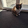 Bella participe au concours pour gagner de l'argent avec cette photo : animal, calico_cat, cat, closeup, domestic, door, floor, fur, glass, indoor, mat, natural_light, pet, quiet, shadow, sitting, sunlight, tail, whiskers, window