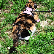 Bella participe au concours pour gagner de l'argent avec cette photo : cat, calico, pink_harness, leash, greenery, plants, grass, outdoor, nature, animal, feline, pet, fur, tail, resting, curious, ground, leafy, summer, daylight