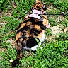 cat, calico, pink_harness, leash, greenery, plants, grass, outdoor, nature, animal, feline, pet, fur, tail, resting, curious, ground, leafy, summer, daylight