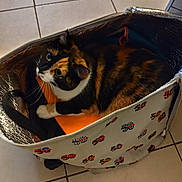 Bella participe au concours pour gagner de l'argent avec cette photo : bag, calico_cat, cat, coat, cozy, curiosity, ears, floor_tiles, fur, green_eyes, household, indoor, looking_up, orange_blanket, patterned_bag, pet, shopping_bag, sitting, tiled_floor, whiskers