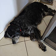 Helsie participe au concours pour gagner de l'argent avec cette photo : animal, black_fur, canine, corner, dog, domestic, fur, gray_fur, home, indoor, lying_down, muzzle, paw, pet, quiet, red_collar, relaxed, resting, sleepy, tile_floor