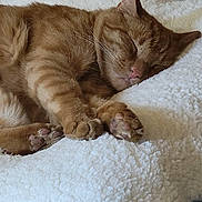 Goofy is registered to the contest to win money with this photo: cat, ginger_cat, sleeping, paws, fluffy_blanket, cozy, indoor, pet, feline, resting, cute, closeup, whiskers, soft_texture, nap, relaxation, domestic_animal, animal, fur, pink_nose