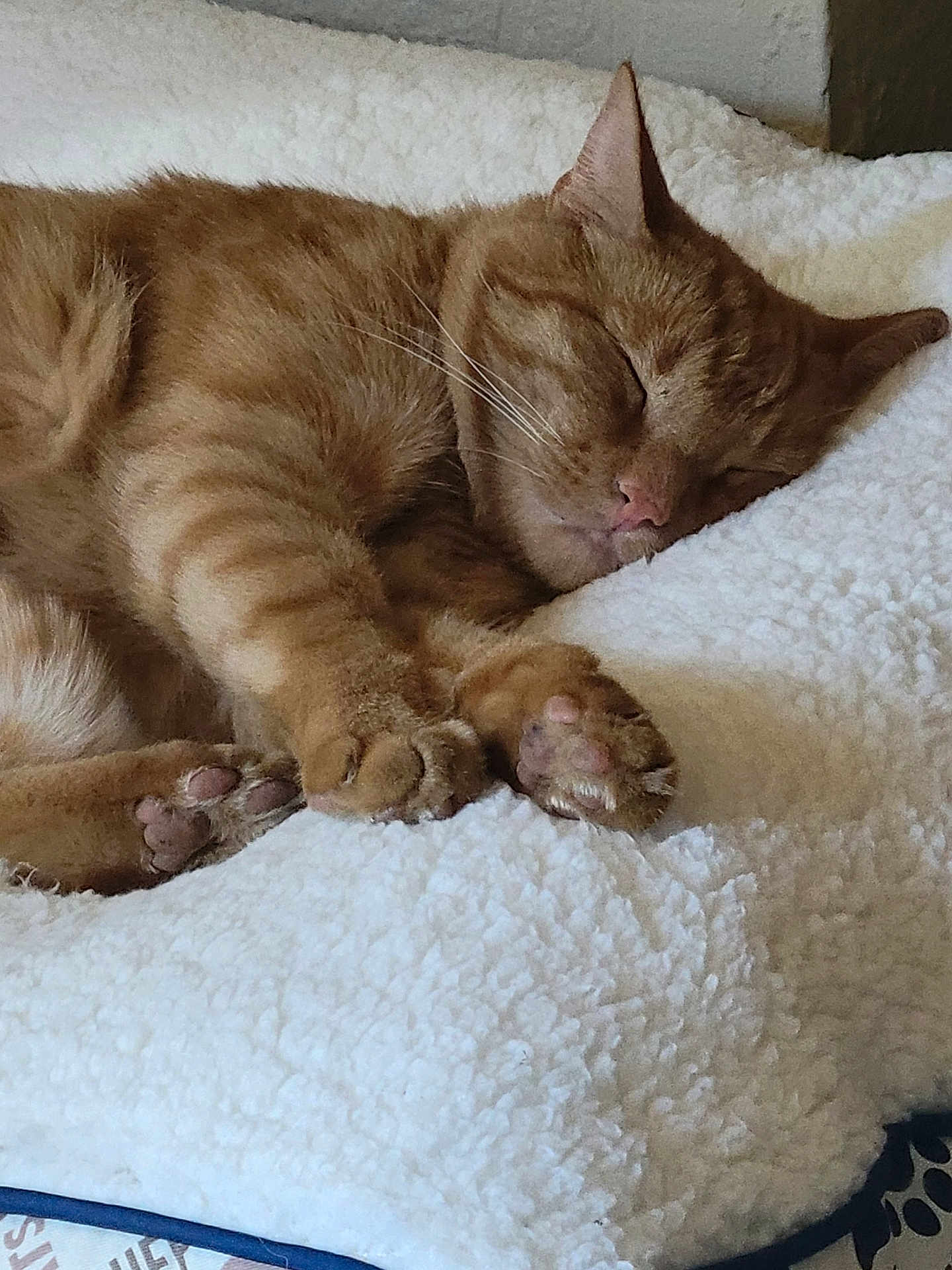 Goofy is registered to the contest to win money with this photo: cat, ginger_cat, sleeping, paws, fluffy_blanket, cozy, indoor, pet, feline, resting, cute, closeup, whiskers, soft_texture, nap, relaxation, domestic_animal, animal, fur, pink_nose