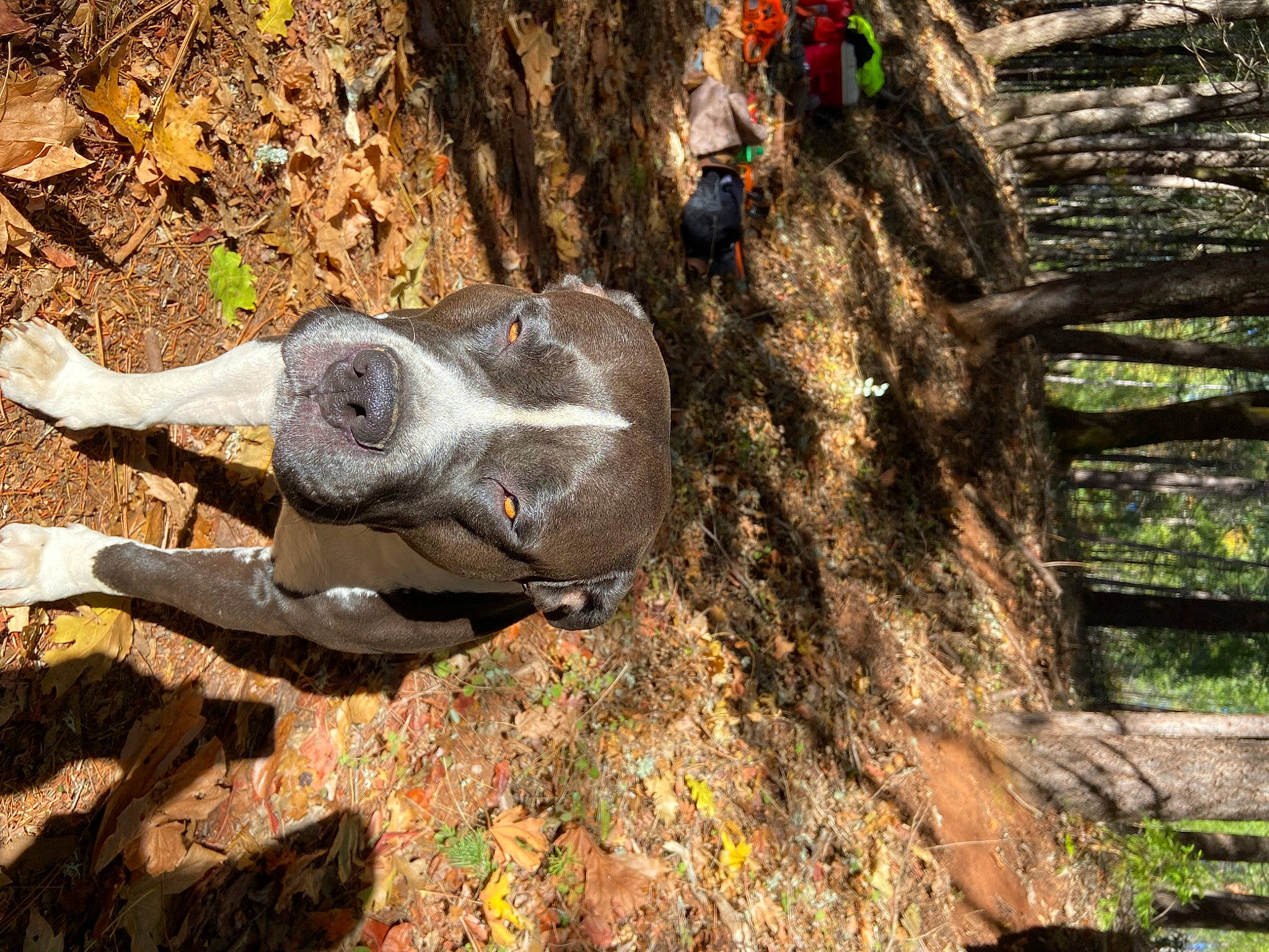 Ryder joined the competition — help win amazing prizes! art, bedrock, fawn, foot, grass, human_leg, landscape, plant, rock, sculpture, skull, snout, soil, terrestrial_animal, tree, trunk, wilderness, wildlife, wood, working_animal