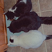 Binx is registered to the contest to win money with this photo: cat, feline, pet, feeding, food_bowl, floor, tile_floor, black_and_white, white_and_black, indoor, domestic_animal, three_animals, fur, tail, head, side_view, quiet, home, cabinet, kitchen