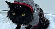 Binx is registered to the contest to win money with this photo: cat, black_cat, animal, pet, fur, snow, winter, hoodie, clothing, yellow_eyes, outdoor, cold, cute, mammal, whiskers, portrait, fur_coat, snowflakes, curious, domestic_animal