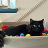 black_cat, cat, plastic_bin, colorful_eggs, indoor, yellow_eyes, fluffy_tail, white_cat_paws, railing, curious, pets, animal, feline, cozy, relaxed, household, container, colorful, playful, domestic