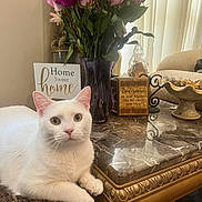 Michi joined the competition — help win amazing prizes! cat, white_cat, flower_vase, flowers, bouquet, table, marble_table, home_decor, sign, pink_flowers, purple_flowers, woven_basket, indoor, curtains, cozy, pet, relaxed, green_eyes, furniture, decorative