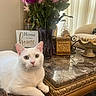 cat, white_cat, flower_vase, flowers, bouquet, table, marble_table, home_decor, sign, pink_flowers, purple_flowers, woven_basket, indoor, curtains, cozy, pet, relaxed, green_eyes, furniture, decorative
