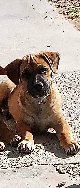 Taz joined the competition — help win amazing prizes! ancient_dog_breeds, art, carnivore, companion_dog, dog, dog_breed, fawn, giant_dog_breed, guard_dog, liver, molosser, non_sporting_group, ori_pei, snout, sporting_group, terrestrial_animal, working_animal, working_dog, wrinkle