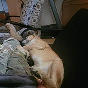 Bruce Le Roy joined the competition — help win amazing prizes! brown_dog, camo_pants, canine, casual, chair, cozy, dog, footwear, furniture, home, human, indoor, legs, nap, patterned_chair, person, relaxation, resting, sleeping, treadmill