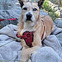 animal, blanket, blue_eye, brown_eye, canine, close_up, dog, ears_up, fur, grass, heterochromia, leash, nature, outdoor, pet, portrait, quiet, red_harness, resting, rocks