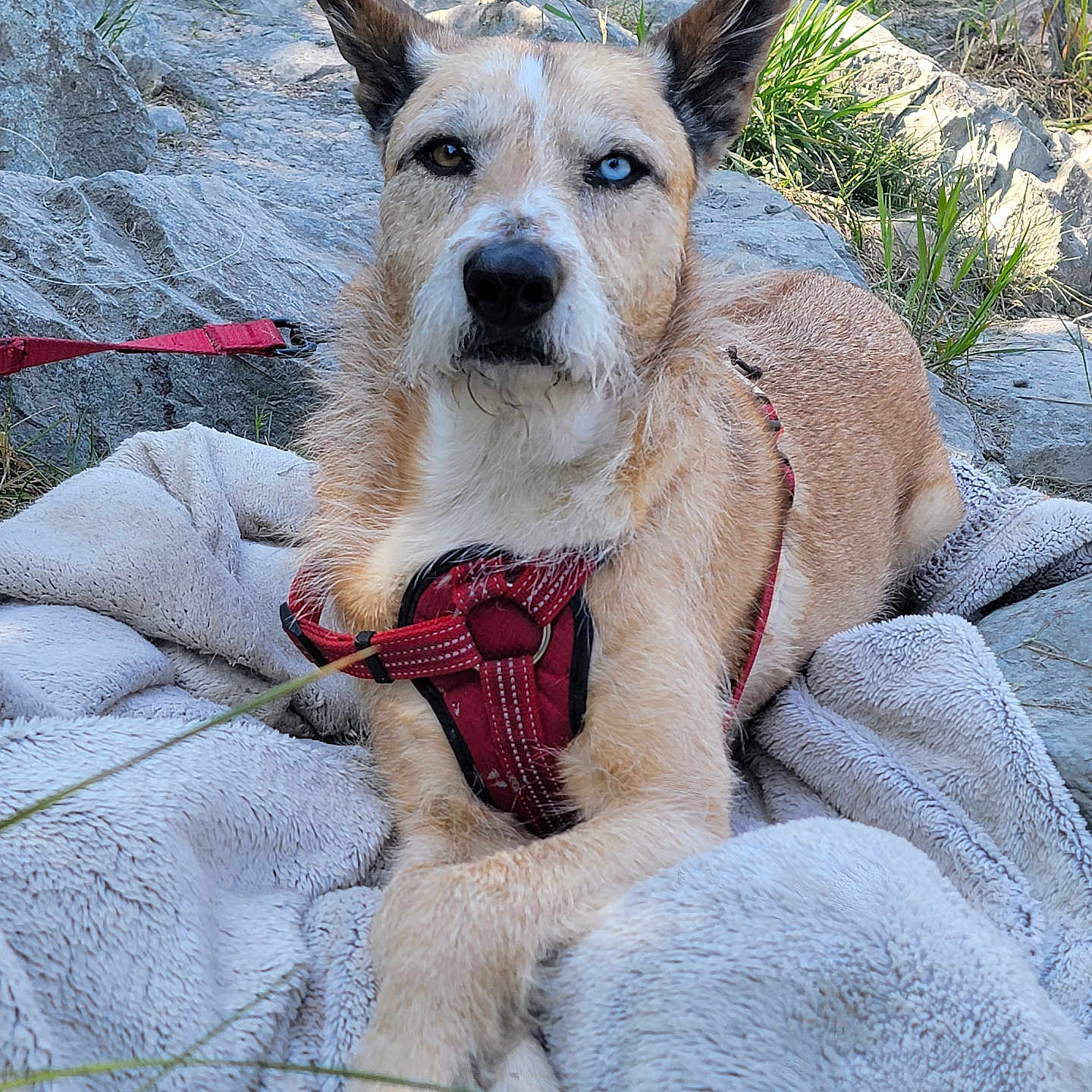 Bruce Le Roy is registered to the contest to win money with this photo: animal, blanket, blue_eye, brown_eye, canine, close_up, dog, ears_up, fur, grass, heterochromia, leash, nature, outdoor, pet, portrait, quiet, red_harness, resting, rocks