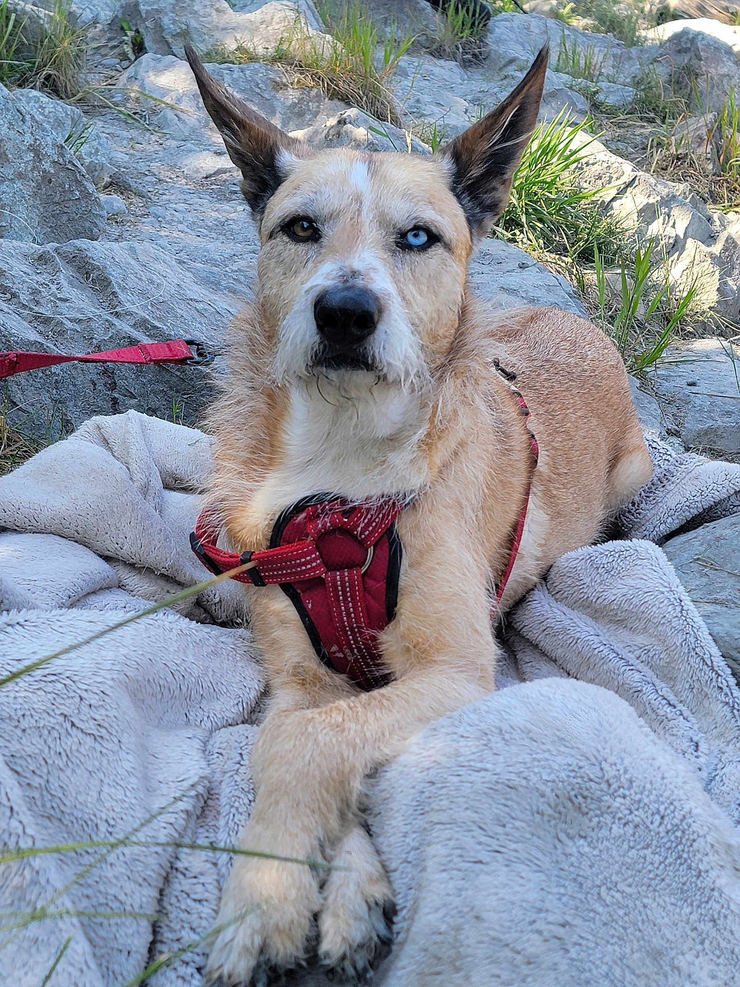 Bruce Le Roy is registered to the contest to win money with this photo: animal, blanket, blue_eye, brown_eye, canine, close_up, dog, ears_up, fur, grass, heterochromia, leash, nature, outdoor, pet, portrait, quiet, red_harness, resting, rocks