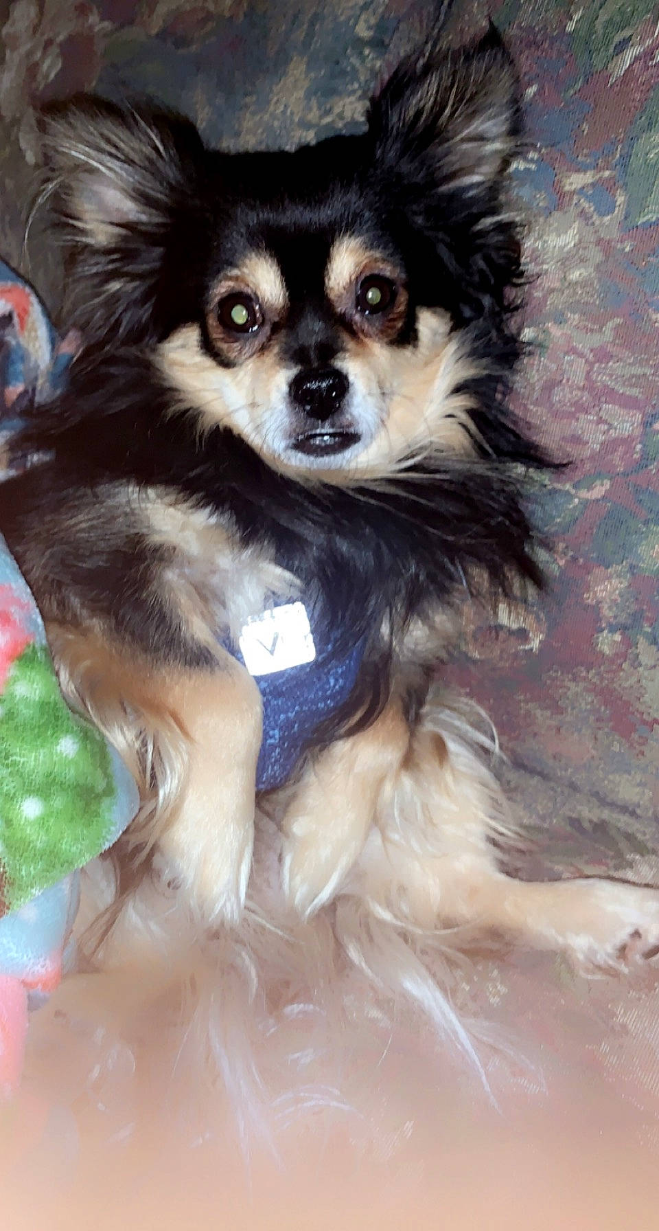 Oden joined the competition — help win amazing prizes! canidae, carnivore, companion_dog, dog, dog_breed, dog_supply, fawn, fur, papillon, snout, sporting_group, terrestrial_animal, toy_dog, whiskers, working_animal, working_dog