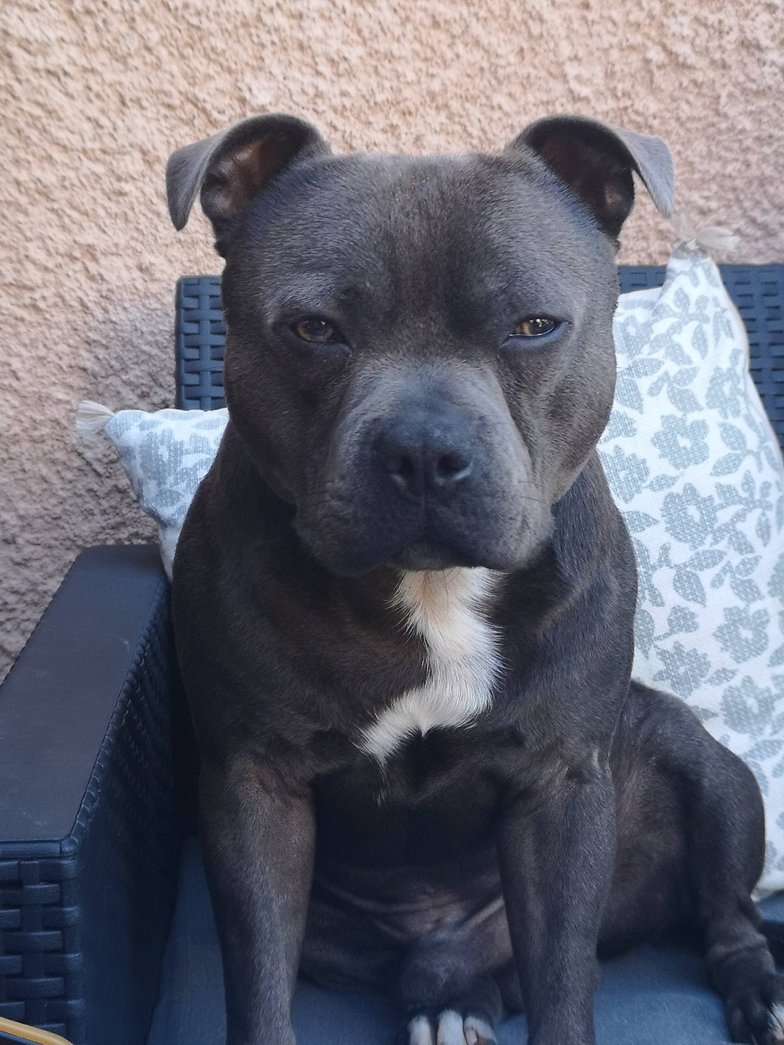 Ramses a rejoint le concours — aidez-le/la à gagner de superbes lots ! ancient_dog_breeds, canidae, carnivore, companion_dog, dog, dog_breed, eye, fawn, molosser, non_sporting_group, snout, sporting_group, terrestrial_animal, whiskers, working_animal, working_dog