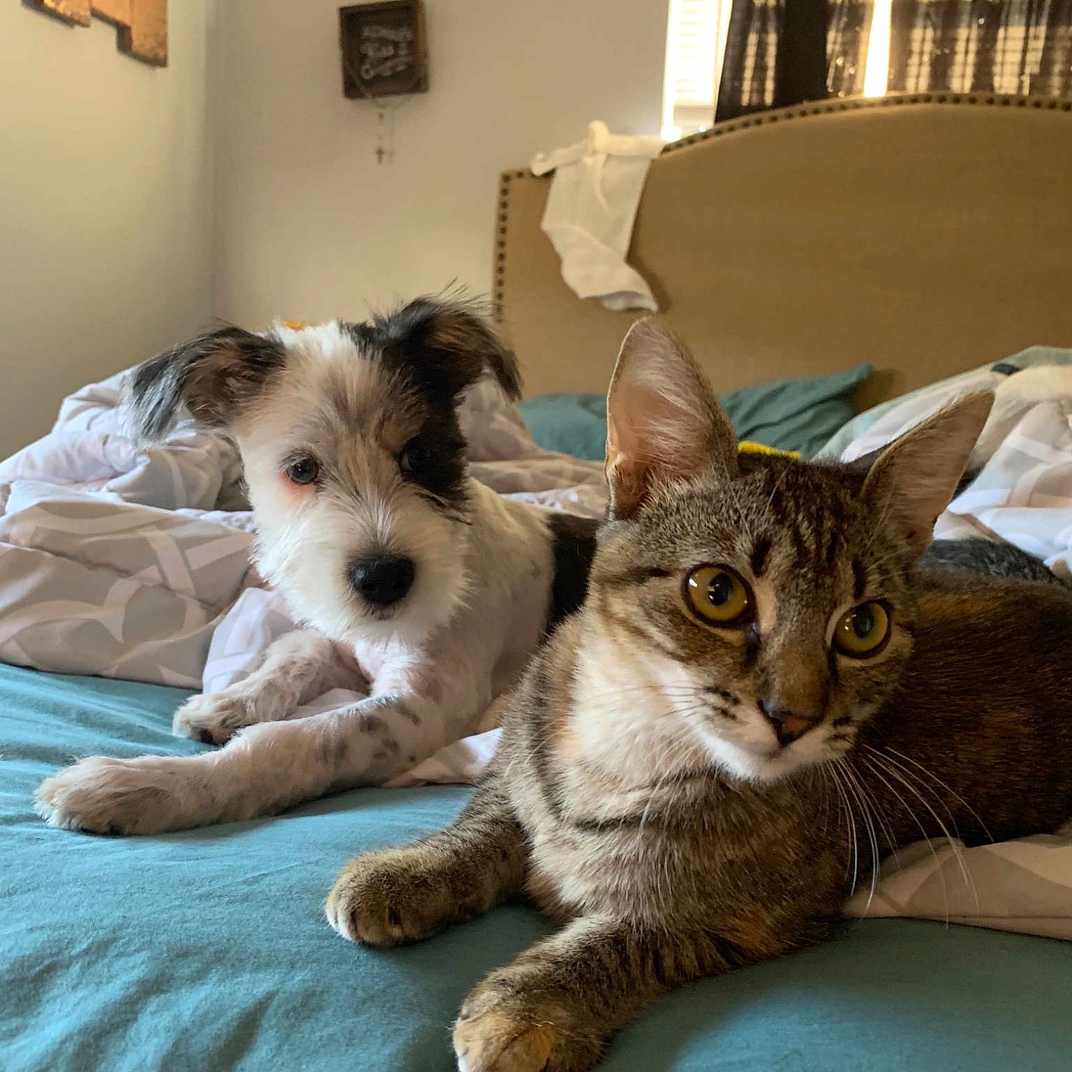 Kiki joined the competition — help win amazing prizes! bed, canidae, carnivore, cat, companion_dog, dog, dog_breed, felidae, kitten, mammal, puppy, small_to_medium_sized_cats, sporting_group, tabby_cat, vertebrate, whiskers