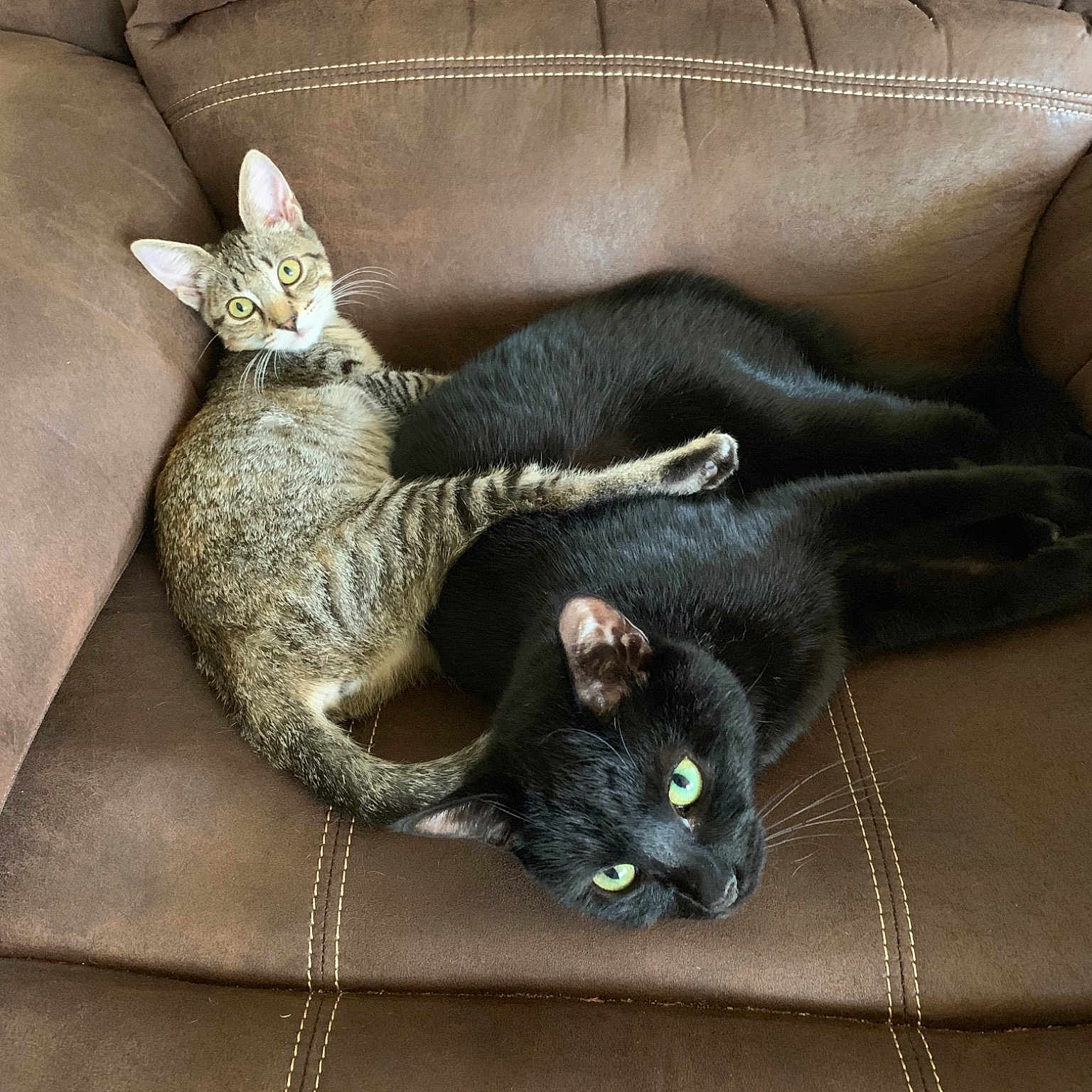 Squeakie N Midnite