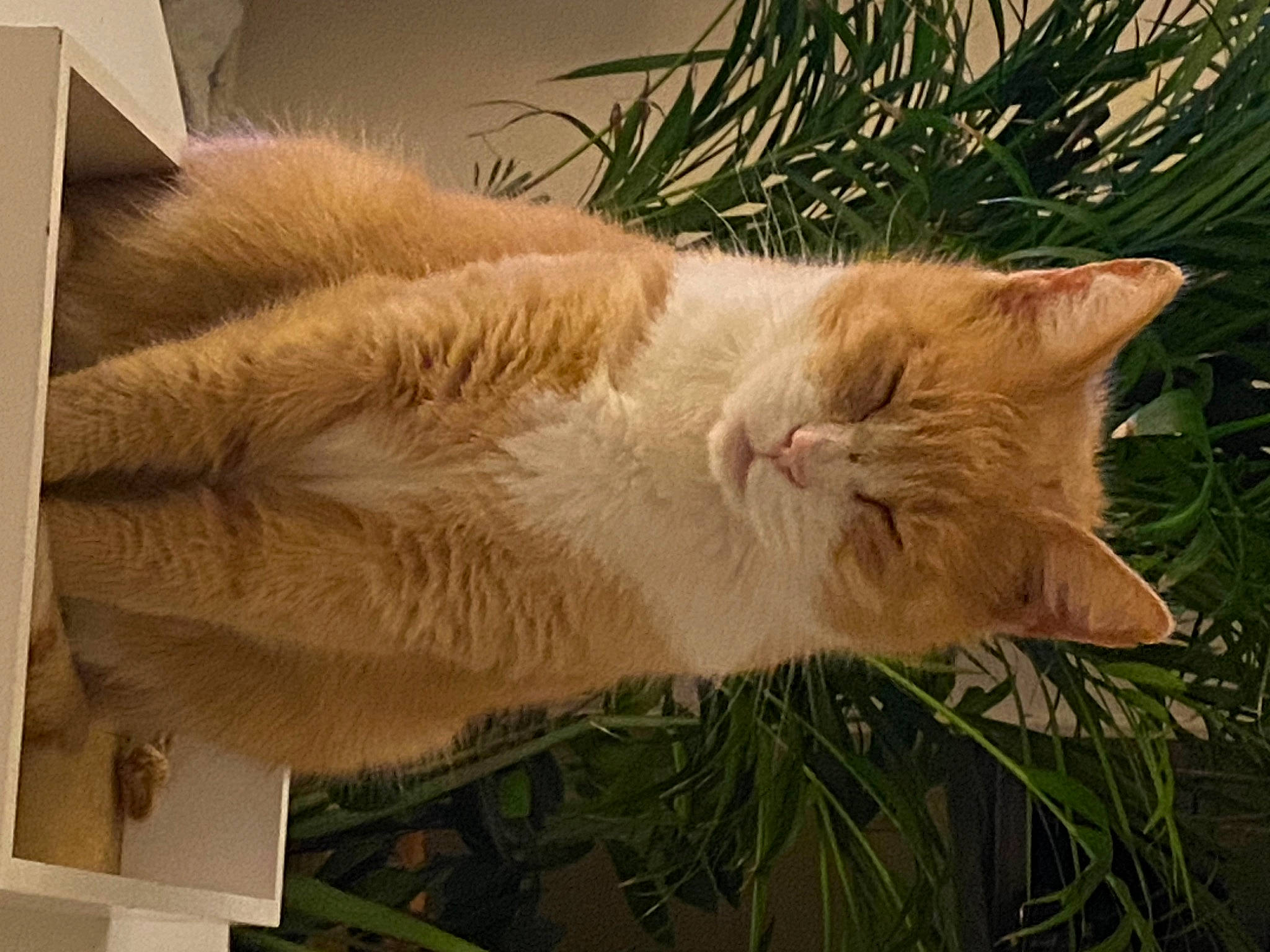 Caramel