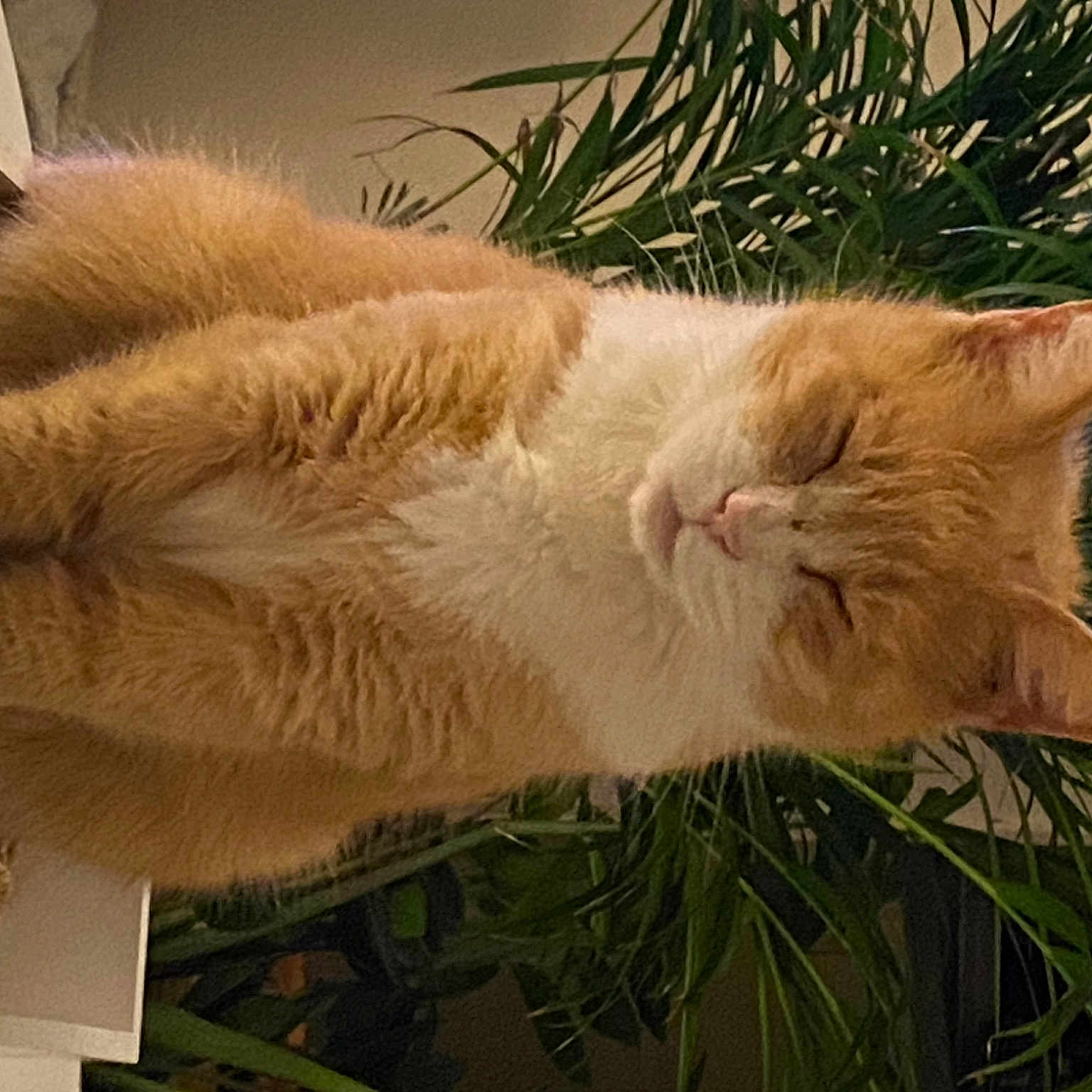 Caramel