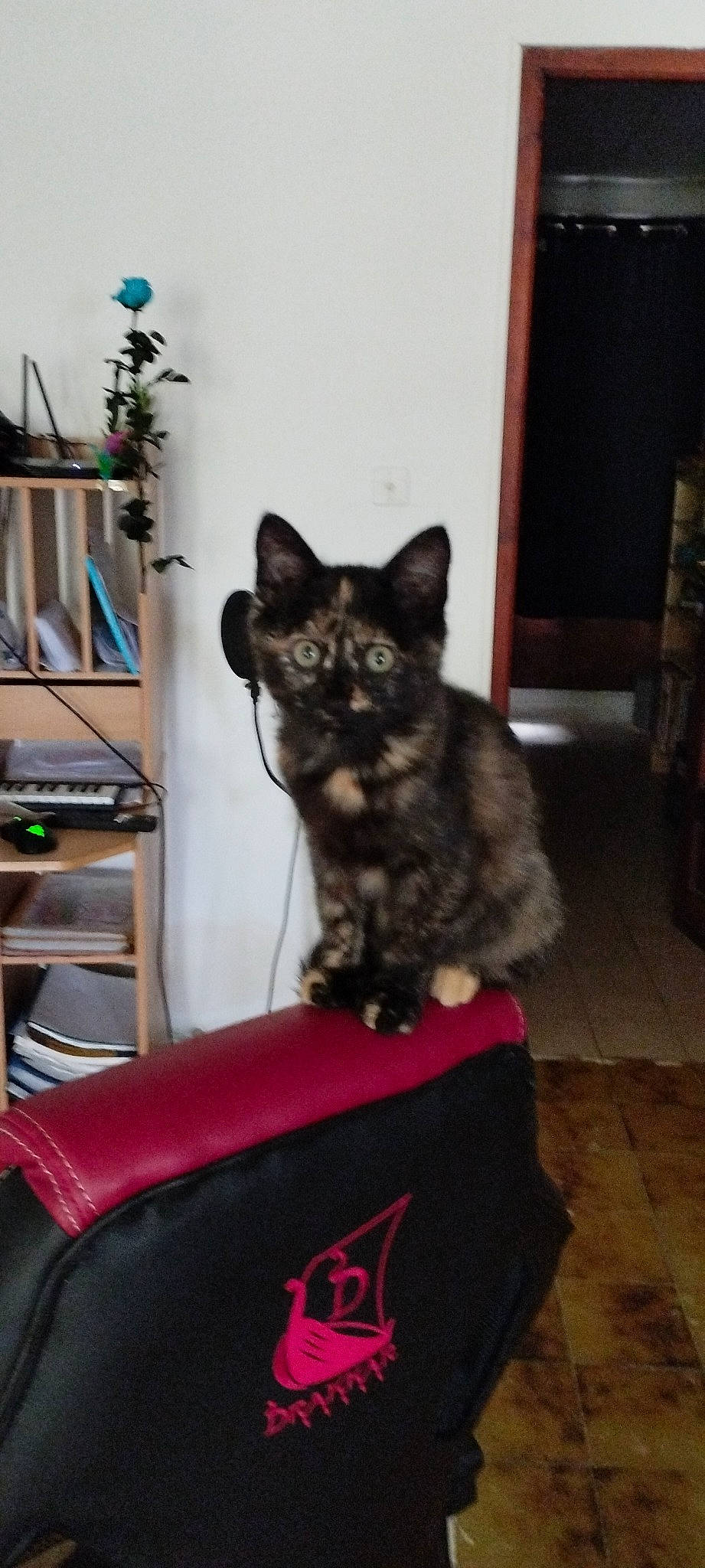 Happie participe au concours pour gagner de l'argent avec cette photo : black_cat, carnivore, cat, chair, comfort, domestic_short_haired_cat, felidae, flooring, fur, grey, hardwood, houseplant, plant, room, sitting, small_to_medium_sized_cats, snout, tail, whiskers, wood