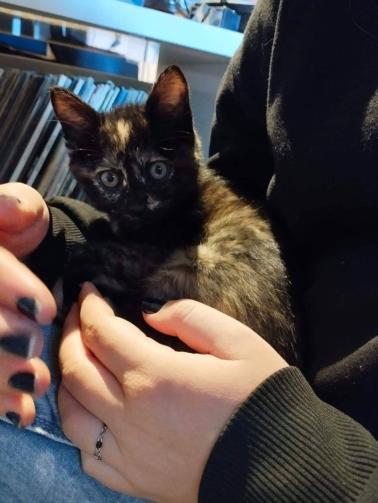 Happie a rejoint le concours — aidez-le/la à gagner de superbes lots ! black_cat, carnivore, cat, claw, comfort, domestic_short_haired_cat, ear, electric_blue, felidae, finger, fur, gesture, hand, lap, nail, small_to_medium_sized_cats, snout, thumb, whiskers, wrist