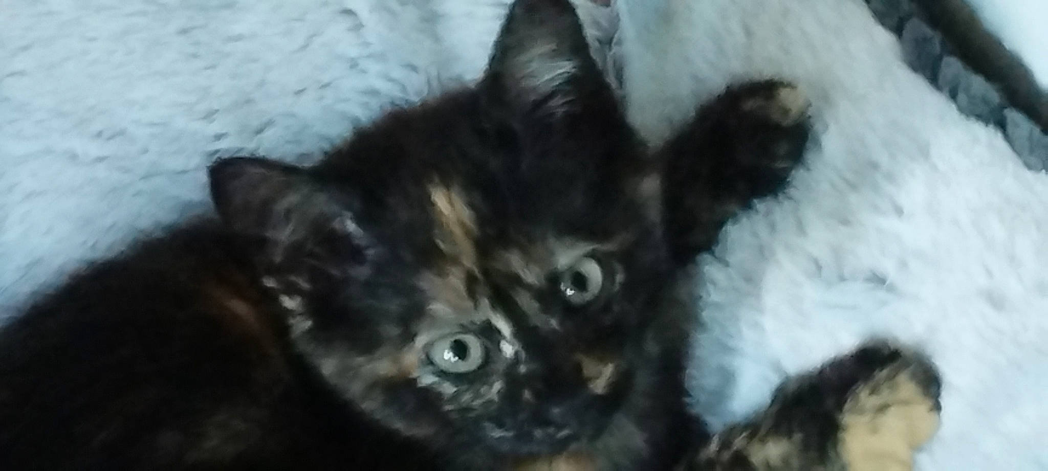 Happie a rejoint le concours — aidez-le/la à gagner de superbes lots ! black_cat, carnivore, cat, claw, comfort, domestic_short_haired_cat, eye, felidae, fur, paw, small_to_medium_sized_cats, snout, snow, tail, terrestrial_animal, whiskers, wildlife, window