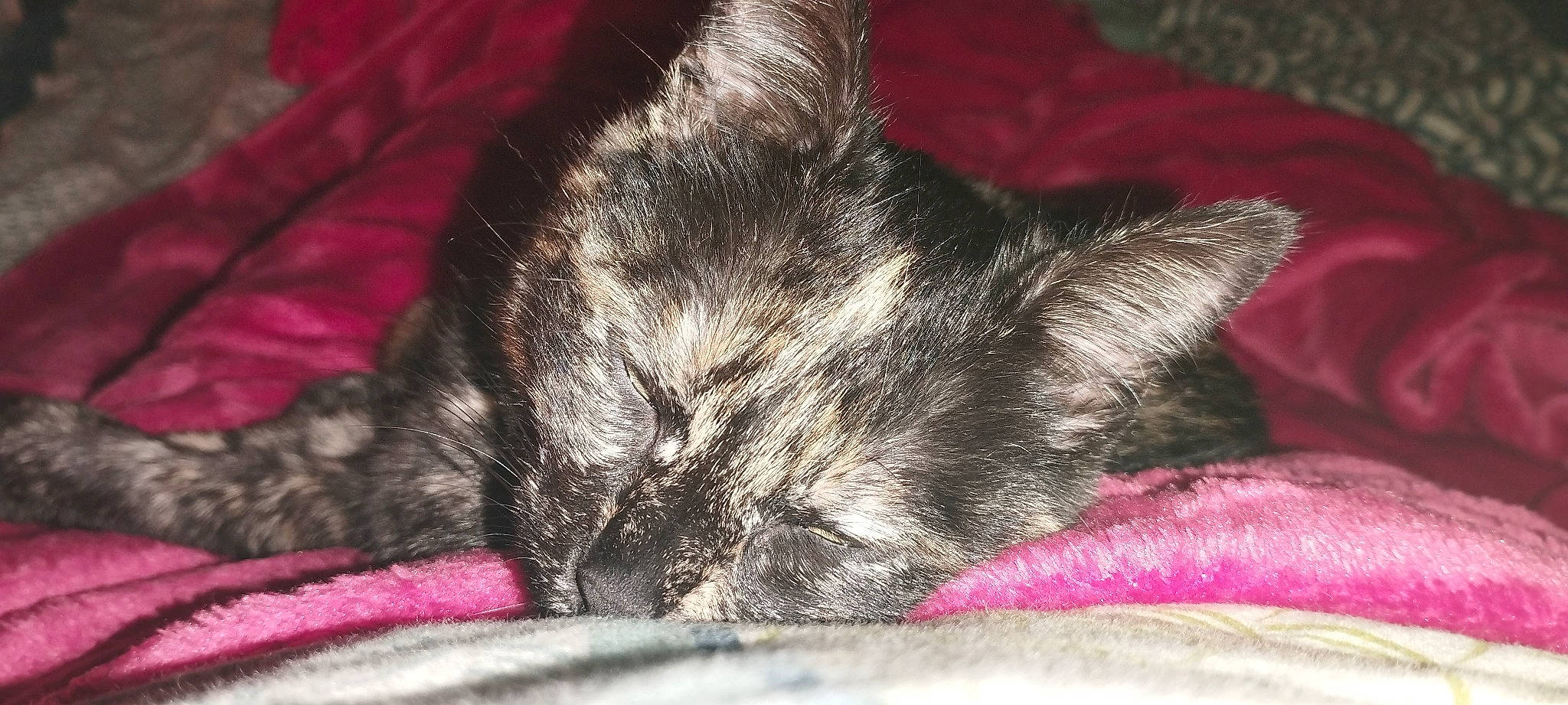 Happie a rejoint le concours — aidez-le/la à gagner de superbes lots ! carmine, carnivore, cat, claw, comfort, darkness, domestic_short_haired_cat, felidae, foot, fur, grey, magenta, nap, paw, red, sleep, small_to_medium_sized_cats, snout, tail, whiskers