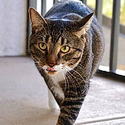 Dexter joined the competition — help win amazing prizes! cat, tabby, walking, tongue_out, yellow_eyes, whiskers, paw, fur, indoor, light, blurred_background, curious, animal, pet, close_up, striped, feline, mammal, portrait, confident