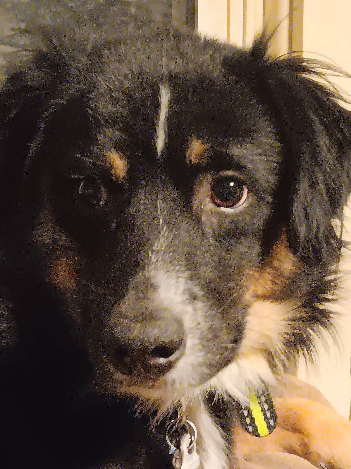 Ozzie joined the competition — help win amazing prizes! ancient_dog_breeds, bernese_mountain_dog, border_collie, bored, canidae, carnivore, companion_dog, dog, dog_breed, fur, giant_dog_breed, puppy, snout, sporting_group, street_dog, toy_dog, whiskers, working_animal, working_dog